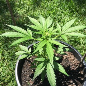 Outdoor Blue Cheese Auto