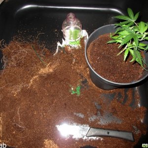 Cannabis Bonsai Mother