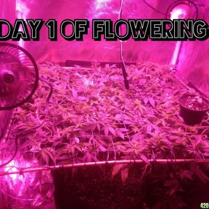 day 1 of flowering