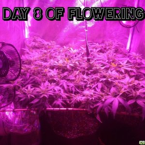 day 8 of flowering