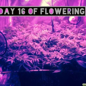 day 16 flowering