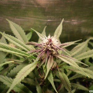 Close up Purple kush - Crop king - 2nd week flower