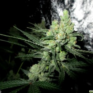 Blue Cheese Cannabis