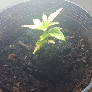 Small sick plant