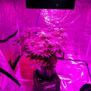 Grow tent & LED
