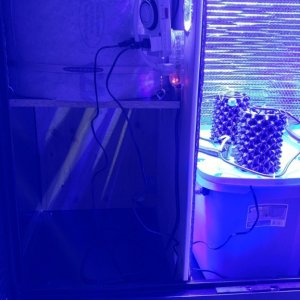 Space for expansion/seedlings