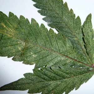 Diseased Leaf