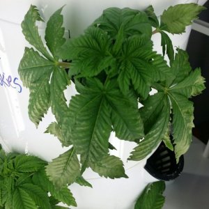 White discoloration on lower plant leaves
