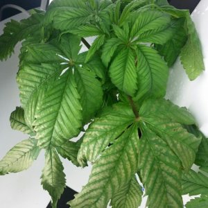 White discoloration on lower plant leaves