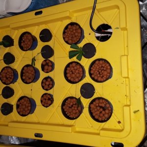 Seedlings & Clones