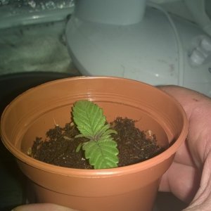 HELP- not growing vertically!