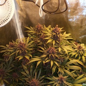Purple kush, whole plant/canopy