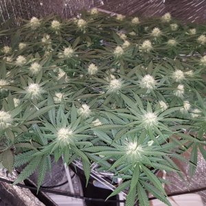 White Widow and Portable ScrOG