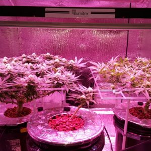 White Widow and Portable ScrOGs