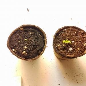 Zdro seedlings ajh