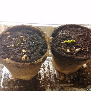 Zdro seedlings ajh