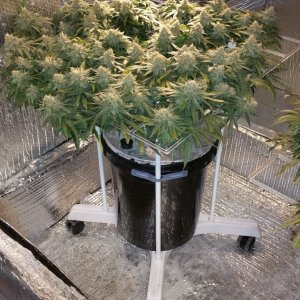 White Widow in Portable ScrOG