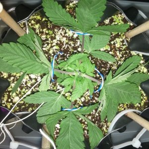 first lst