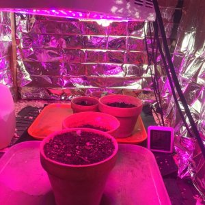grow room, rearranging before caramelicious