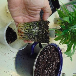 Exposed Roots Pineapple Chunk AF2 1/6/16