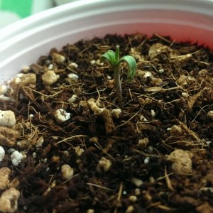 seedlings_-_3