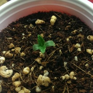 seedlings_-_5
