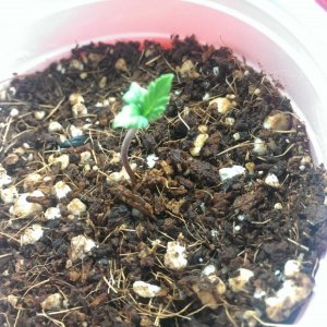 seedlings_-_6