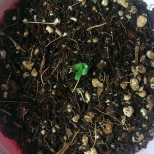 seedlings_-_8