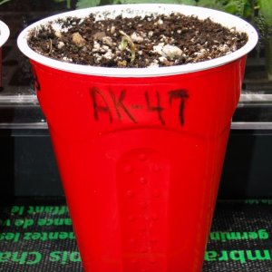 Solo Cup Competition Entries-AK-47 Seedling #2-1/19/16