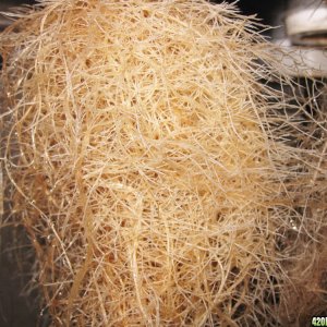 Roots from High Pressure Aeroponics DIY for $450