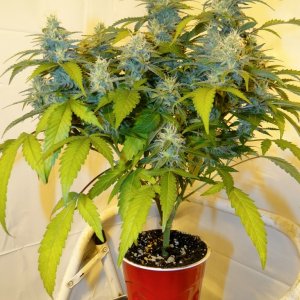 Solo Cup Comp.-Organic Jilly Bean-Day 39