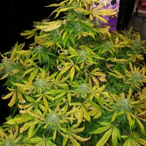 Crop King Seeds-auto-jack herer 150whps supersoil