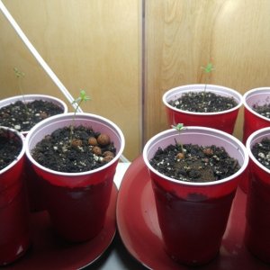 seedlings1