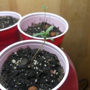 seedlings2