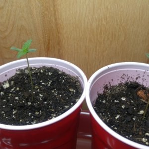 seedlings3