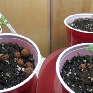 seedlings4