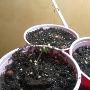 seedlings5