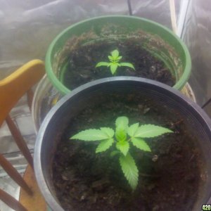 Unknown Bag Seed - Veg Day 11