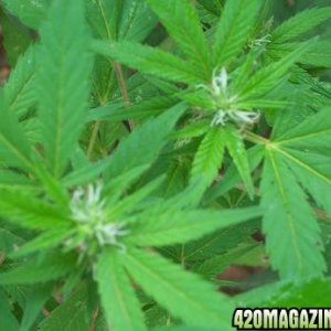 marijuana, flowering, outdoor, growing,