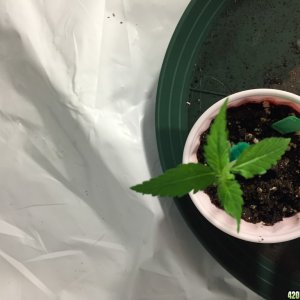 first grow