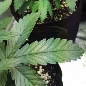 Nitrogen Toxicity? Trying to Diagnose