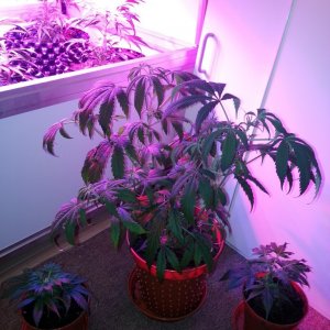 mother superior plus two clones from other smaller female