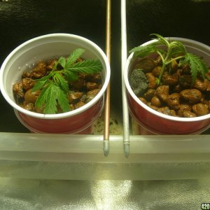 OG Kush clone for A and B plants