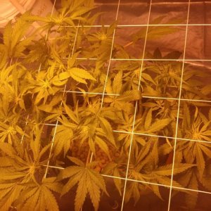 J.S.D.S. DAY 63 days from seed 28days of 12/12 lights 10 dayz flowering