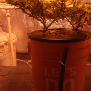 J.S.D.S. DAY 63 days from seed 28days of 12/12 lights 10 dayz flowering