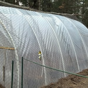 hoophouse n condensation day of planting
