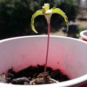 Seedlings, Second grow