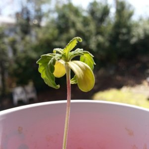 Seedlings, Second grow