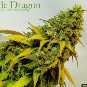 Organic Jade Dragon (Green Crack x Grand Daddy Purple)