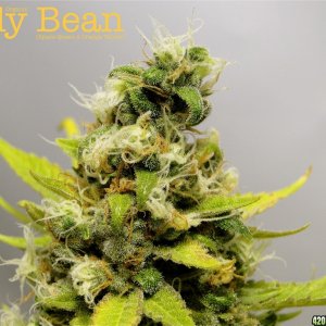 Organic Jilly Bean (Space Queen x Orange Velvet)